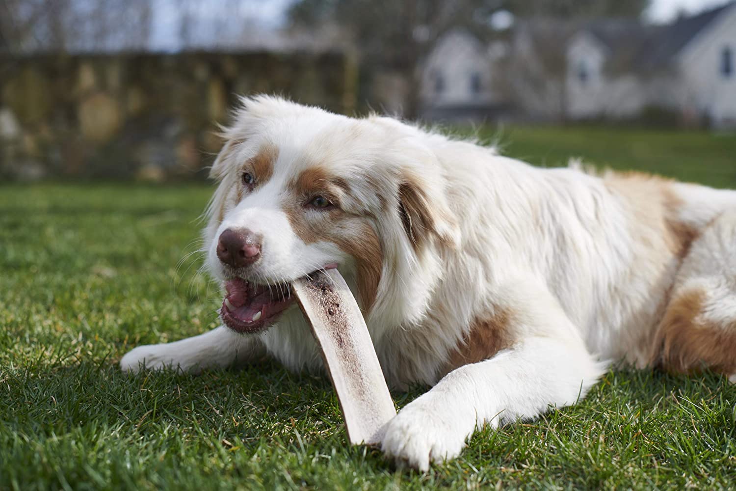 Buck Bone Organics Split Elk Antlers for Dogs