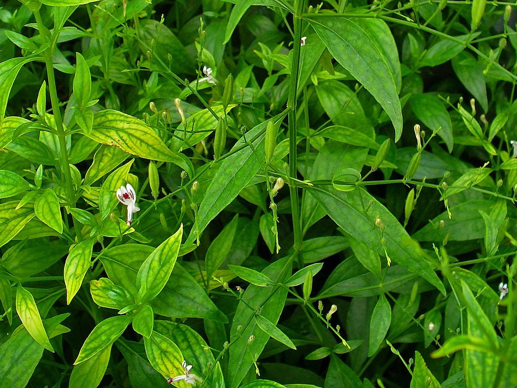 Hemorrhoid Piles Chronic Constipation Relief All Natural Ayurveda Remedy 3 Bottles