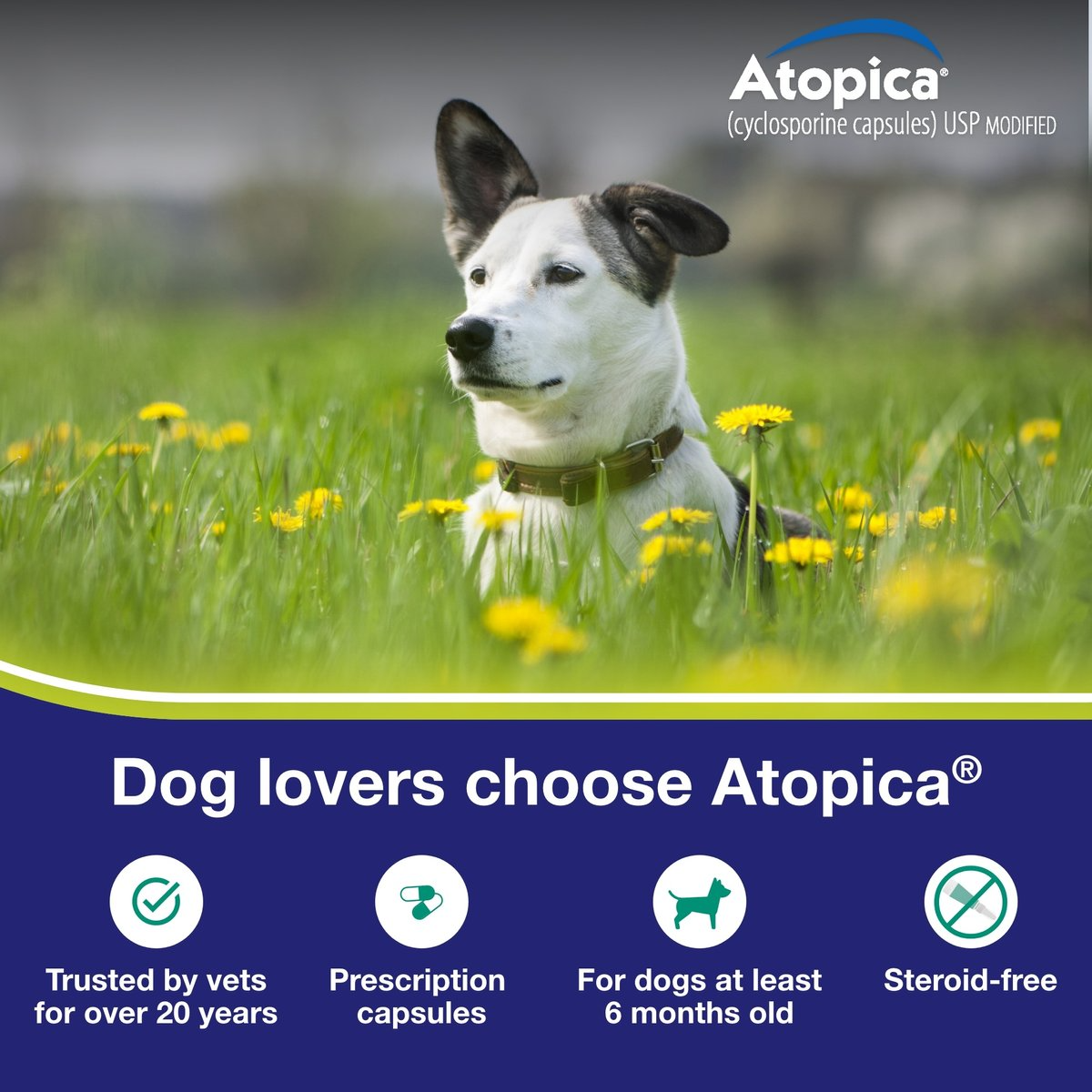 ATOPICA (CYCLOSPORINE MODIFIED) CAPSULES FOR DOGS, 100-MG (33.1-64 LBS), 60 CAPSULES