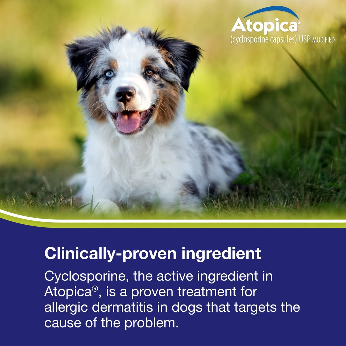 ATOPICA (CYCLOSPORINE MODIFIED) CAPSULES FOR DOGS, 100-MG (33.1-64 LBS), 60 CAPSULES