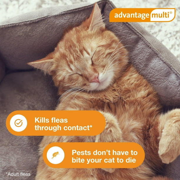 ADVANTAGE MULTI TOPICAL SOLUTION FOR CATS & FERRETS, 5.1-9 LBS (ORANGE BOX), 12 DOSES (12-MOS. SUPPLY)
