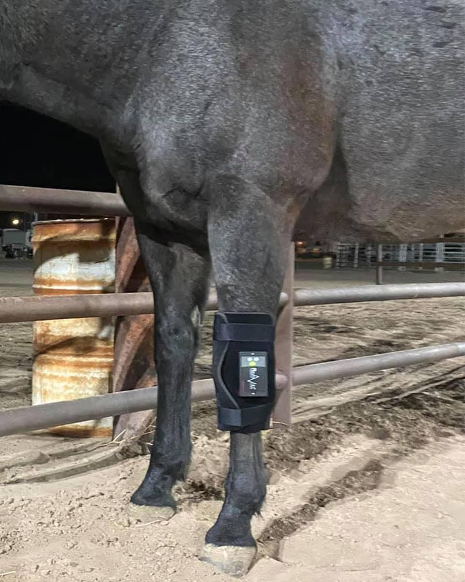 REVITAVET KNEE SAVER