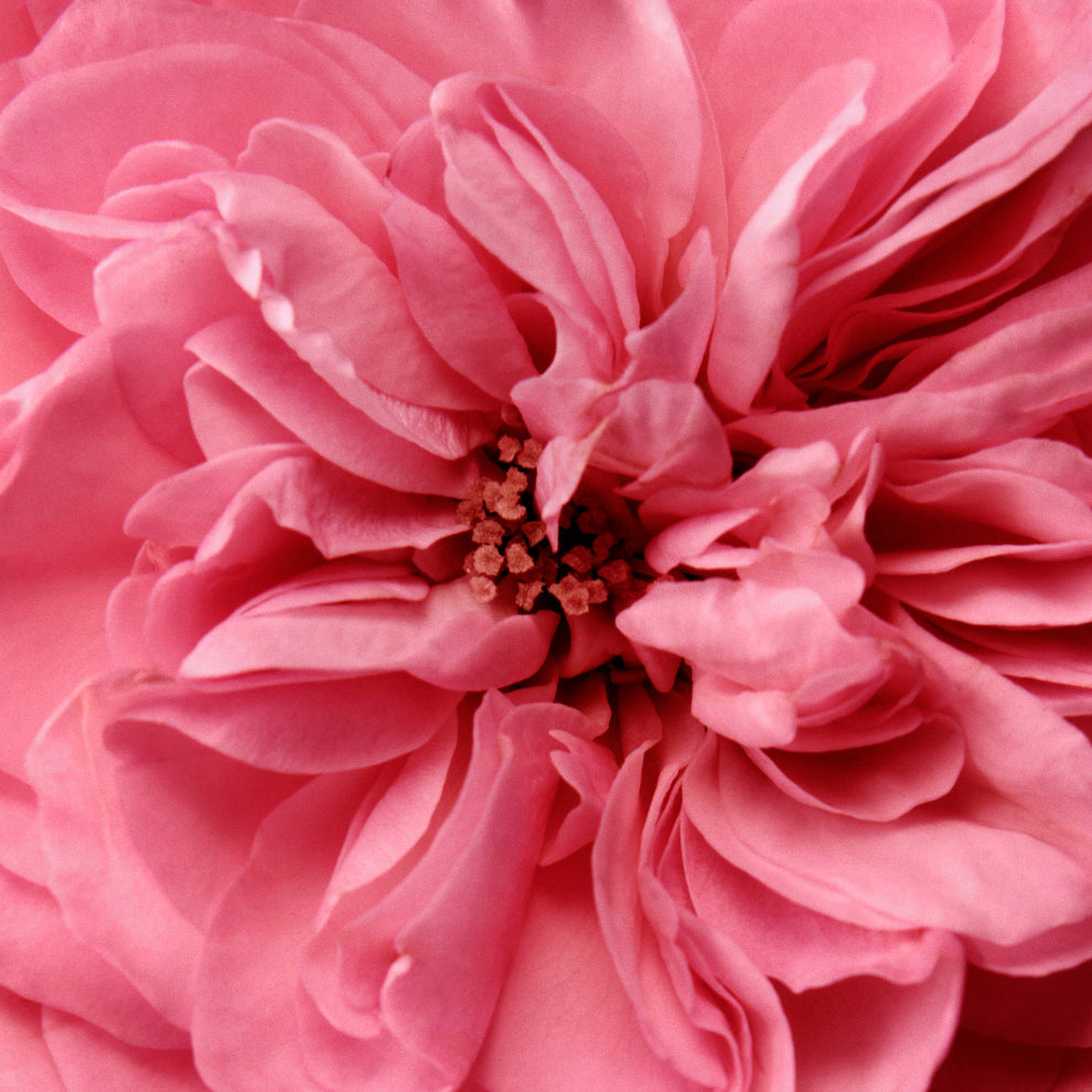 CHANTECAILLE ROSE DE MAI CREAM 50 ML / 1.7 FL. OZ.