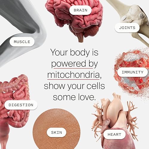 TIMELINE MITOPURE UROLITHIN A POWDER CLINICALLY PROVEN FOR HEALTHY AGING MUSCLE SUPPORT