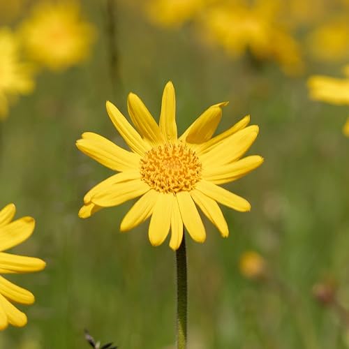 WELEDA ARNICA MUSCLE MASSAGE OIL 3.4 OZ NATURAL PLANT-BASED OIL WITH BIRCH, SUNFLOWER OLIVE